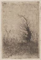 KG 09678
<br/>
Grenseik in hakhout
<br/>
<em>Veth, Jan (1864-1925)</em>